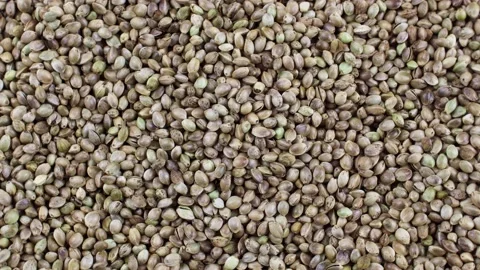 Close-up of green hemp seeds falling down with circle rotation close up Video stock 235658766