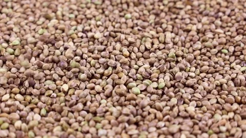 Close-up of green hemp seeds falling down with rotation close up Stock Footage 236529542