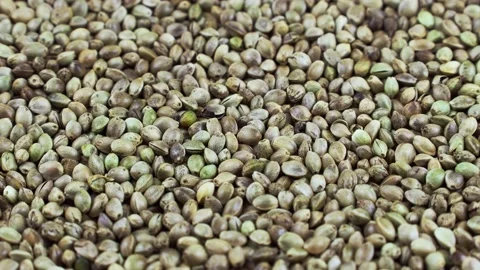 Close-up of green hemp seeds texture circle rotation close up Stock Footage 236143711
