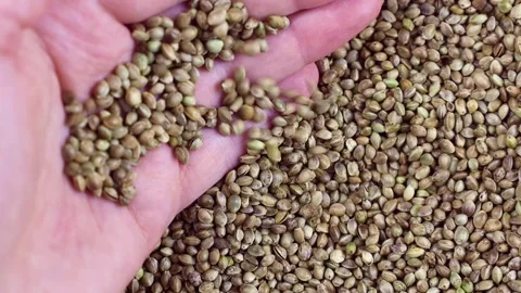 Close-up of green hemp seeds texture in the hand close up Video stock 236932543