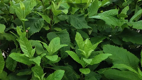 Close up of green herb leaves with serrated edges in garden Stock Footage 344851477