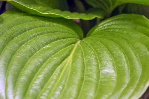 Close Up of Green Hosta Leaves Texture Stock Photos