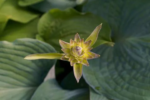 Close up Green hosta plant With bud of flower gardening Stock Photos