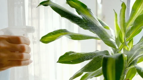 Close-up of a green houseplant sprayed from a spray bottle Stock Footage 117219085