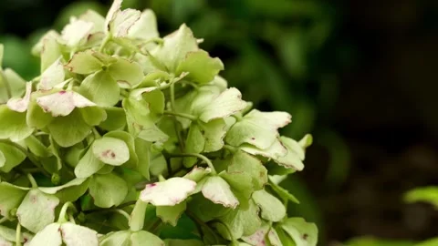 Close-up of Green Hydrangea (4K) Vídeo Stock 344551061