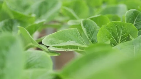Close up green hydroponic leafs vegetable blown by the wind in organic farm. Video stock 232028378