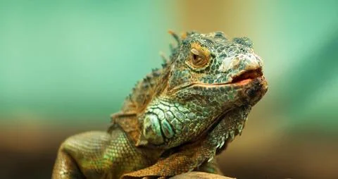 A close-up of a green iguana with a curious expression. Foto stock