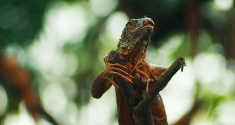 A close-up of a green iguana perched on a tree branch. Stock Photos