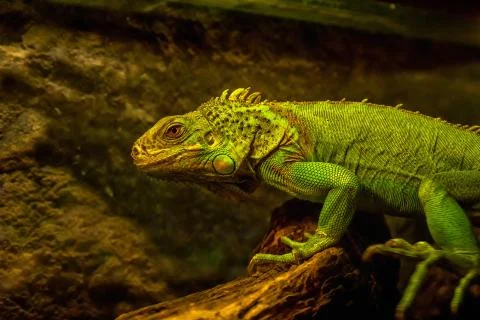 Close-up of green iguana Stock Photos