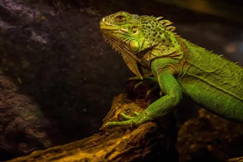 Close-up of green iguana Stock Photos