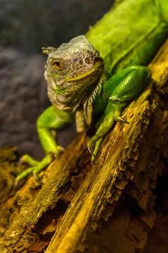 Close-up of green iguana Stock Photos