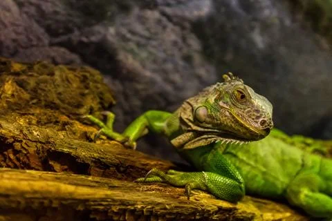 Close-up of green iguana Stock Photos