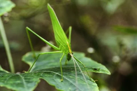 Close-Up Of Green Insect On Leaf 스톡 사진