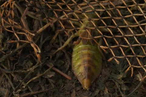 Close-up of a green insect with segmented body and brown wings Stock-Fotos