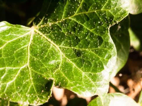 Close up of green ivory leaf texture background Stock Photos