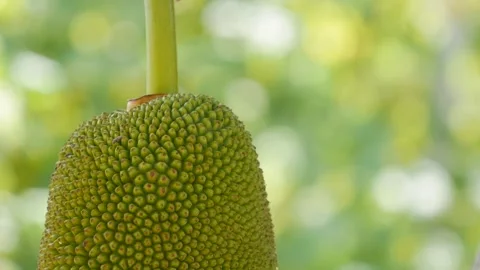 Close-up of a green jackfruit hanging on a tree in a tropical garden. Exotic agr Stock Footage 341567919