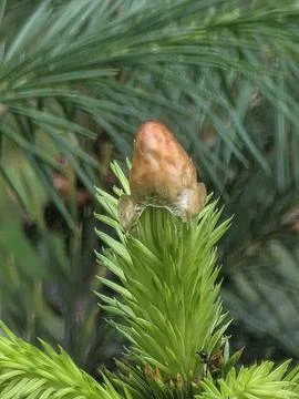 Close-up of green larch branches with soft needles and natural cobweb. Stock-Fotos