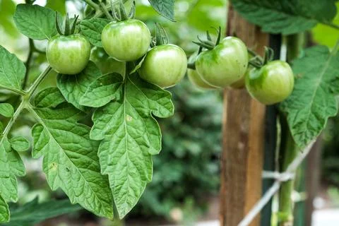 Close-up of green large tomatoes in a vegetable garden. Bio agriculture. Very Stock Photos