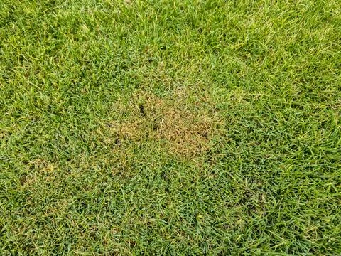 Close-up of green lawn with a patch of brown grass, highlighting the effects of Stock Photos