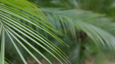 Close up green leaf with 4k resolution. Beautiful leaves pattern. Can use for Stock Footage 199211046