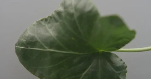 Close-up of green leaf against white Stock Footage 146444738