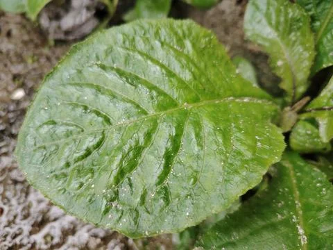 Close-Up Green Leaf And Vines Hanging In Lush Tropical Garden With Dew Drop.. Stock Photos