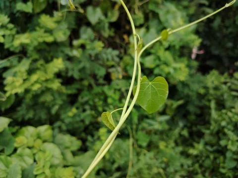 Close-Up Green Leaf And Vines Hanging In Lush Tropical Garden With Dew Drop.. Stock Photos