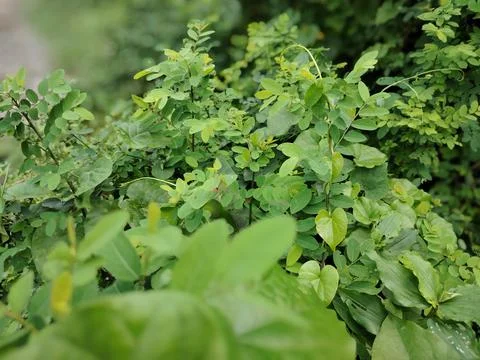 Close-Up Green Leaf And Vines Hanging In Lush Tropical Garden With Dew Drop.. Stock Photos