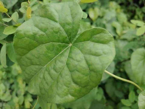 Close-Up Green Leaf And Vines Hanging In Lush Tropical Garden With Dew Drop.. Stock Photos
