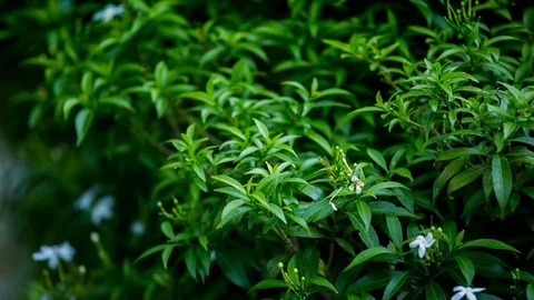 Close-up green leaf and white flowers on blurry background Vídeos de archivo 82396178