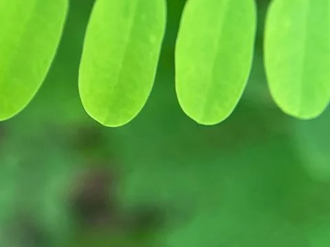 Close-up of green leaf background (2) Фото