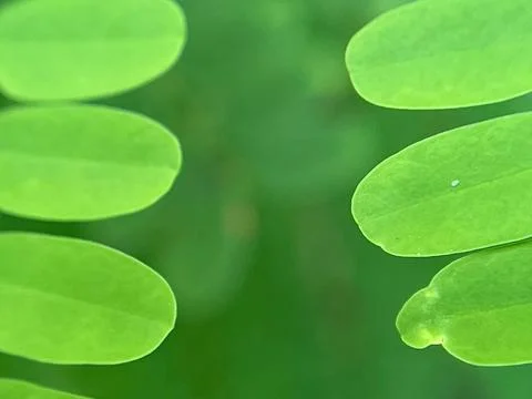 Close-up of green leaf background (3) Фото