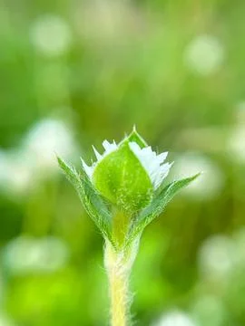Close-up of green leaf background (5) Фото