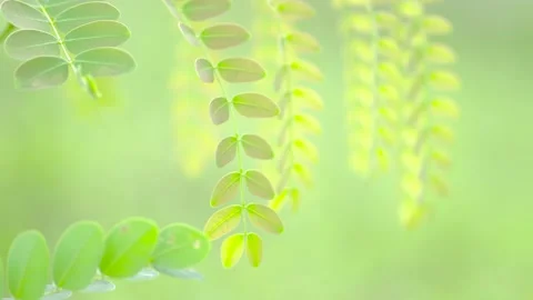 Close up green leaf background Stock Footage 132602479
