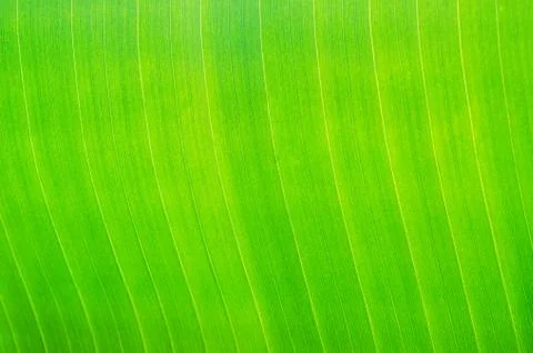 Close up on green leaf background or texture 스톡 사진