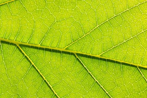Close-up of green leaf background. Stock Photos