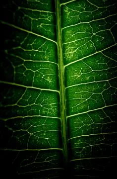 Close-up of green leaf background Stock Photos
