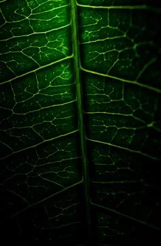 Close-up of green leaf background Stock Photos