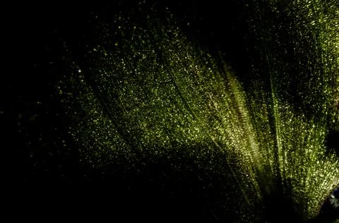 Close-up of green leaf background Stock Photos