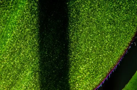 Close-up of green leaf background Stock Photos