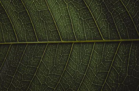 Close-up of green leaf background Stock Photos