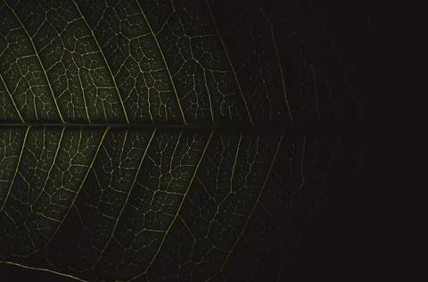 Close-up of green leaf background Stock Photos