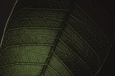 Close-up of green leaf background Stock Photos