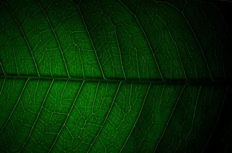 Close-up of green leaf background Stock Photos