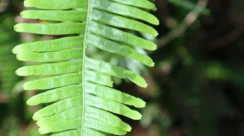 Close up of green leaf background Fotos de archivo