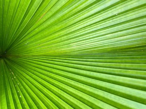 Close-up of green leaf background Stock Photos
