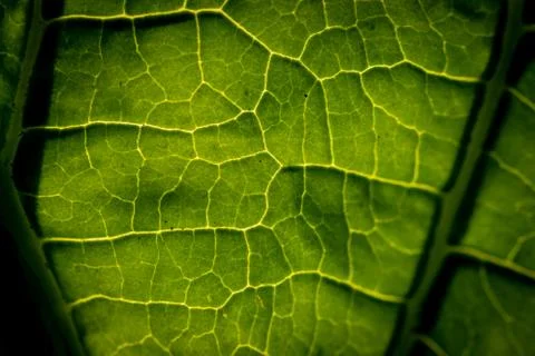 Close up green leaf backlit Stock Photos