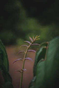Close up of green leaf with blur background Stock Photos