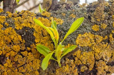 Close-up of green leaf bud on a trunk with yellow lichen, on a tree branch Stock Photos