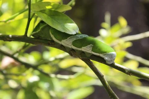 Close up on the green leaf caterpillar Stock Photos